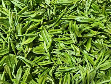 绿茶