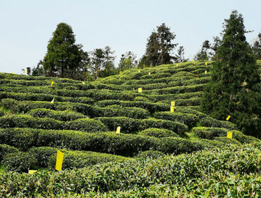 有机茶示范基地